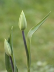 Duo de tulipes     EOS90D     2020_04_12         Waltzing dans mon jardin